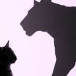 Gatito con la sombra de una leona, simbolizando el coraje para superar el miedo al fracaso.
